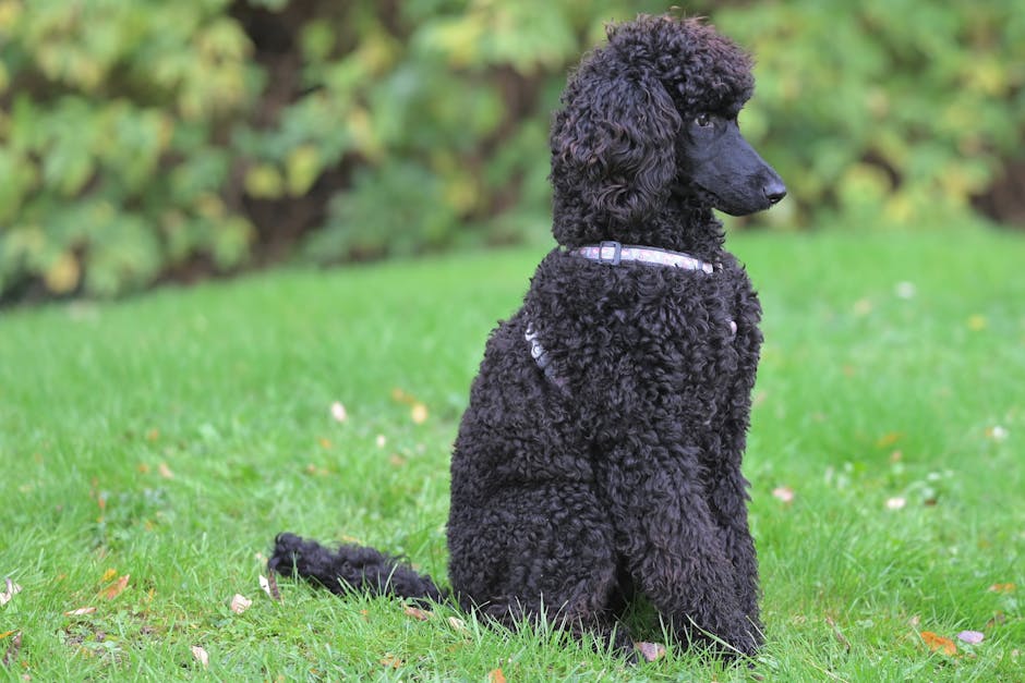 A regal black poodle sitting in a green park, showcasing its curly coat and elegant profile.