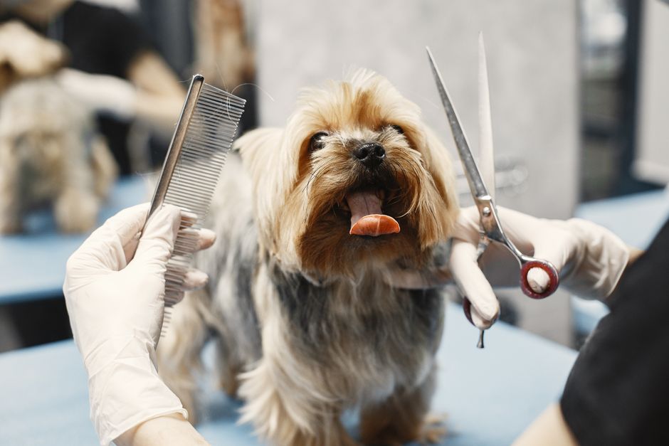 Yorkshire Terrier getting groomed at a pet salon with scissors and comb.
